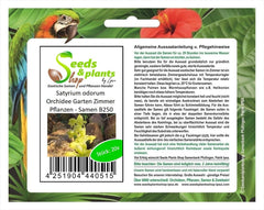 Stk - 20X Satyrium Odorum Orchidee Garten Zimmer Pflanzen - Samen B250 -