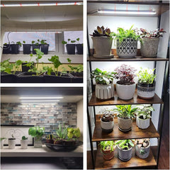 Wiaxulay Lampa LED o pełnym spektrum działania 6000 K Pełne spektrum Oświetlenie do uprawy roślin w pomieszczeniach z zegarem 6/12/16 godzin 5 poziomów regulowanych dla sukulentów hydroponicznych Półka na rośliny 2 szt.