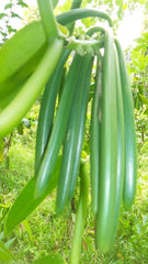 Wanilia w proszku 50 G, mielona wanilia w proszku 100% czysta Aromas Naty Shop