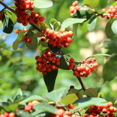 Teppichmispel, Blumensamen Bodendecker Cotoneaster Dammeri, Herbstblumen Winterhart Blühende Sträucher Winterhart Immergrün Geschenke Für Gärtner Zwergmispel 300Samen