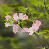 Cornus Kousa, Exotische Hartriegel, Blühende Sträucher Winterhart Balkon Alte Sorten Balkonpflanzen 150Samen
