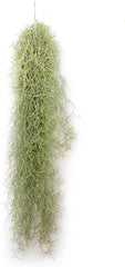 Air Plant Tillandsien Usneoides - Feenhaar Weiß - Tillandsien Hängend – Hängepflanze – Hängedeko - Luftpflanzen Hängend - Feenhaar Weiß - Pflanze Ohne Erde (1, 20-30 Cm)