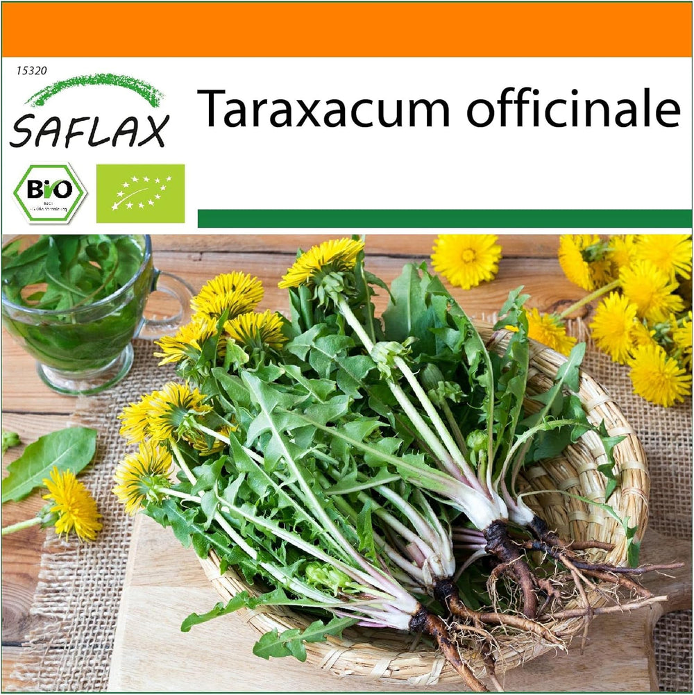 SAFLAX - BIO - Mniszek lekarski - 400 nasion - Taraxacum officinale