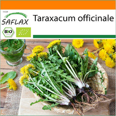SAFLAX - BIO - Mniszek lekarski - 400 nasion - Taraxacum officinale