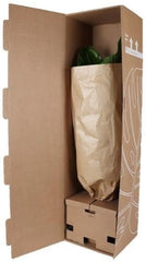 Trendyplants - Pachira Aquatica - Geldbaum - Zimmerpflanze - Höhe 160-180 Cm - Topfgröße Ø27Cm