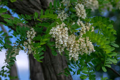 100 Samen Robinie Robinia Pseudoacacia Nyírségi Wertholz Ca. 50% Gerade Stämme