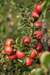 Obstbäume XXL 3Er Set (Apfel Jonagold, Birnenkonferenz Und Süßkirsche Kordia)
