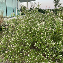 Harlekinweidesamen, Balkonpflanzen Salix Integra, Exotische Baumsamen Gartenarbeit Geschenk Kübelpflanzen Sträucher Winterhart Seltene 300Pcs
