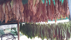 Nasiona tytoniu 5x1000 Prawdziwy tytoń do palenia 5 odmian Virginia, Red Front, Orient Xanthi, Baden Geudertheimer Fresh. Żniwa 2025