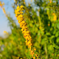 Crotalaria Cunninghamii, Kräutergarten Geschenk Crotalaria Pallida, Hochbeet Sträucher Winterhart Kräutersamen Heilkräuter Bio Schnellwachsende 50Samen