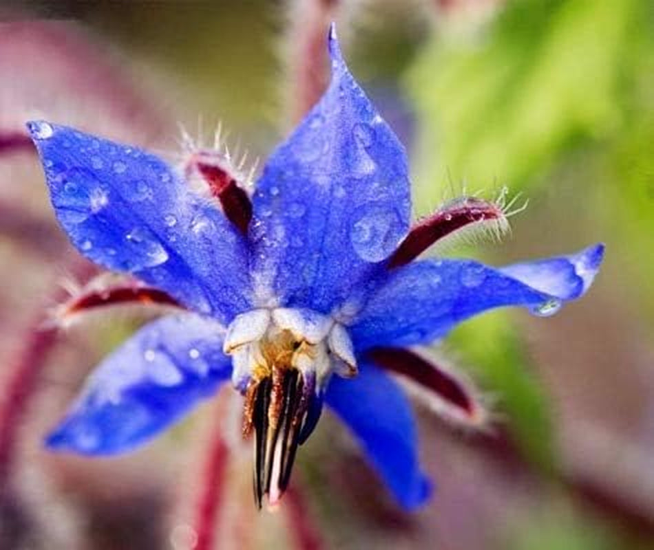 Nasiona 20 sztuk Borago Officinalis Egzotyczne Nasiona Kwiatów Ogród Kwiatowy Piękne i Jasne (Liu Li Ju): 13