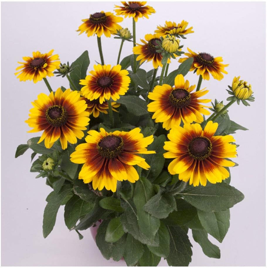 Rudbeckia Kissing Smiley in 10,5 Cm Topf