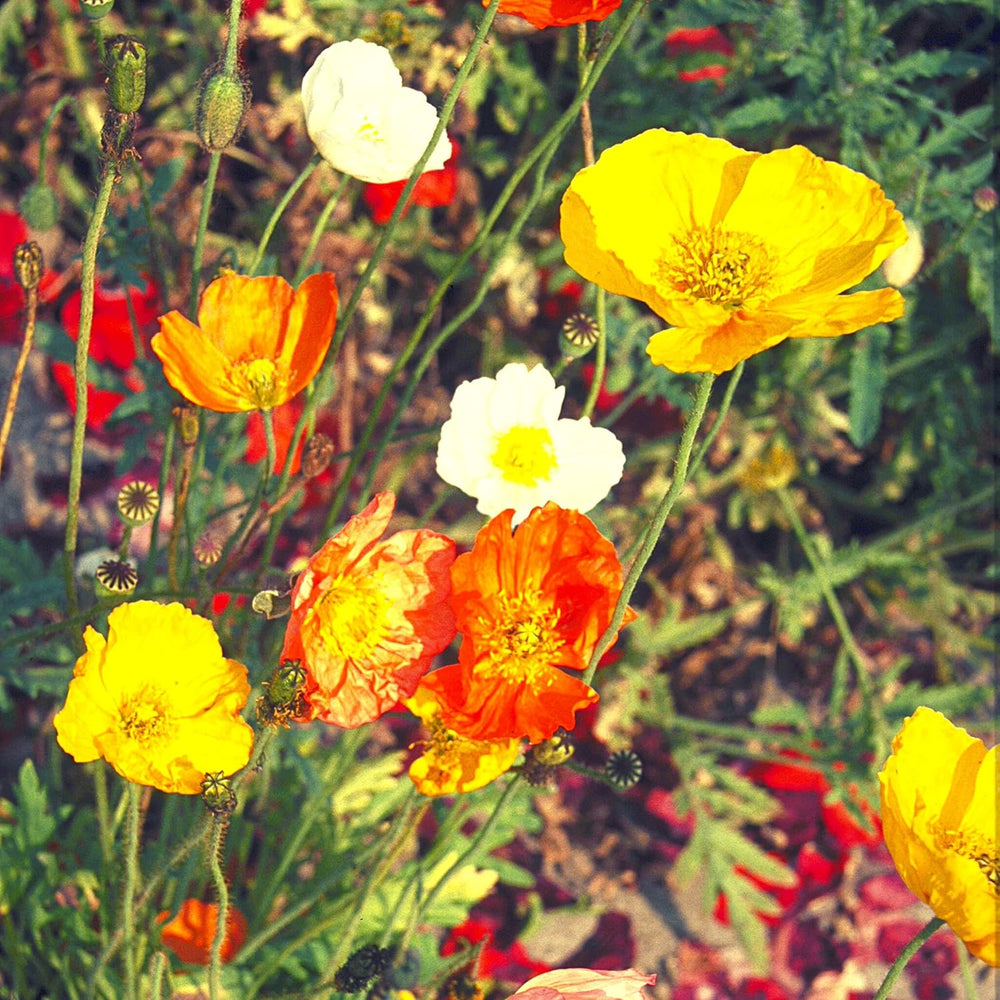 Islandzki Poppy Seed Mix (Papaver nudicaule) - Piękne kwitnące maki o długim okresie kwitnienia na kolorową łąkę kwietną (Islandia Poppy)