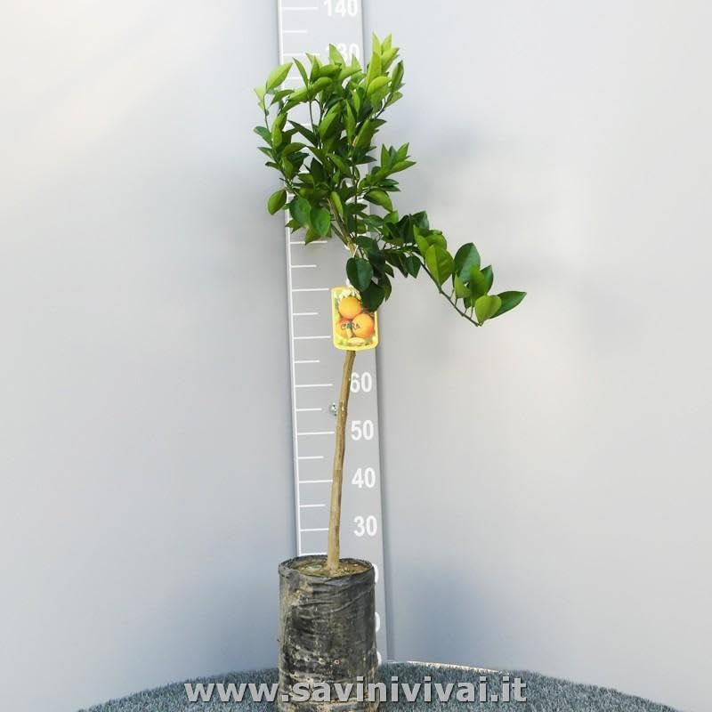SAVINI VIVAI Clementinenpflanze, Gewöhnlicher Clementinen-Zitrusbaum Im 20 Cm Topf, Höhe 70 Cm, 2-3 Jahre Veredelung, Hergestellt in Italien