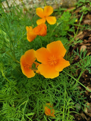 1000 maku kalifornijskiego (Eschscholzia californica), łąka z dzikimi kwiatami, pastwisko dla pszczół.