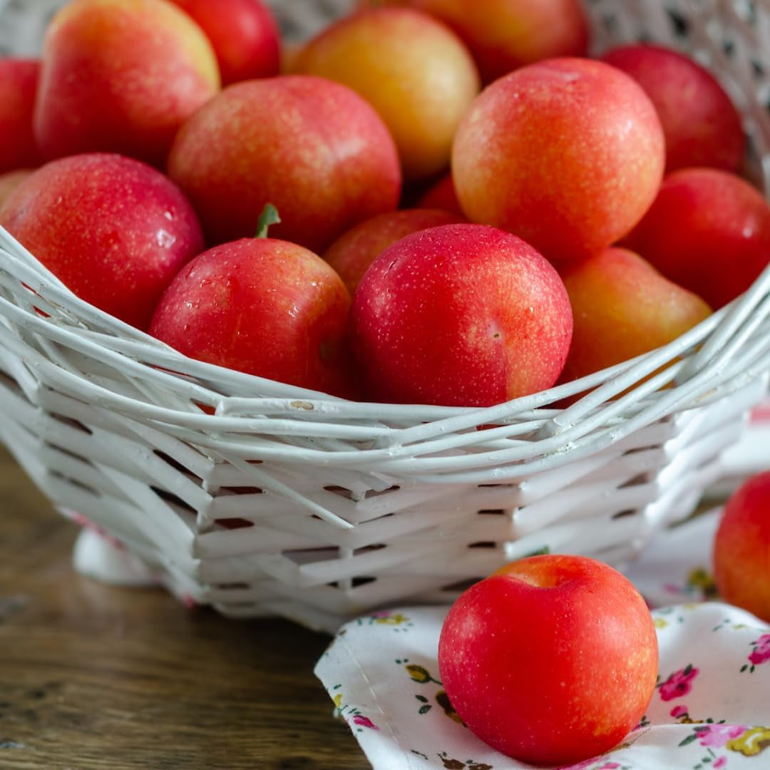 Susincocco Pflaumen - Obstpflanze Alte Frucht Auf Blumentopf 20 - Baum Max 170 Cm – 2 Jahre Anbau Italien