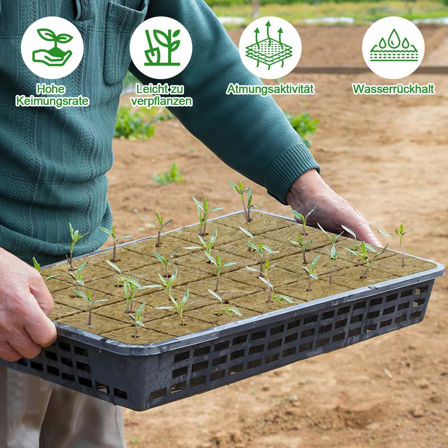 Kostki do sadzonek wełny mineralnej, 56 sztuk, 4x4x4cm. Ekologiczna i dobrze napowietrzona do bezglebowej uprawy sadzonek, sadzonek i klonów.