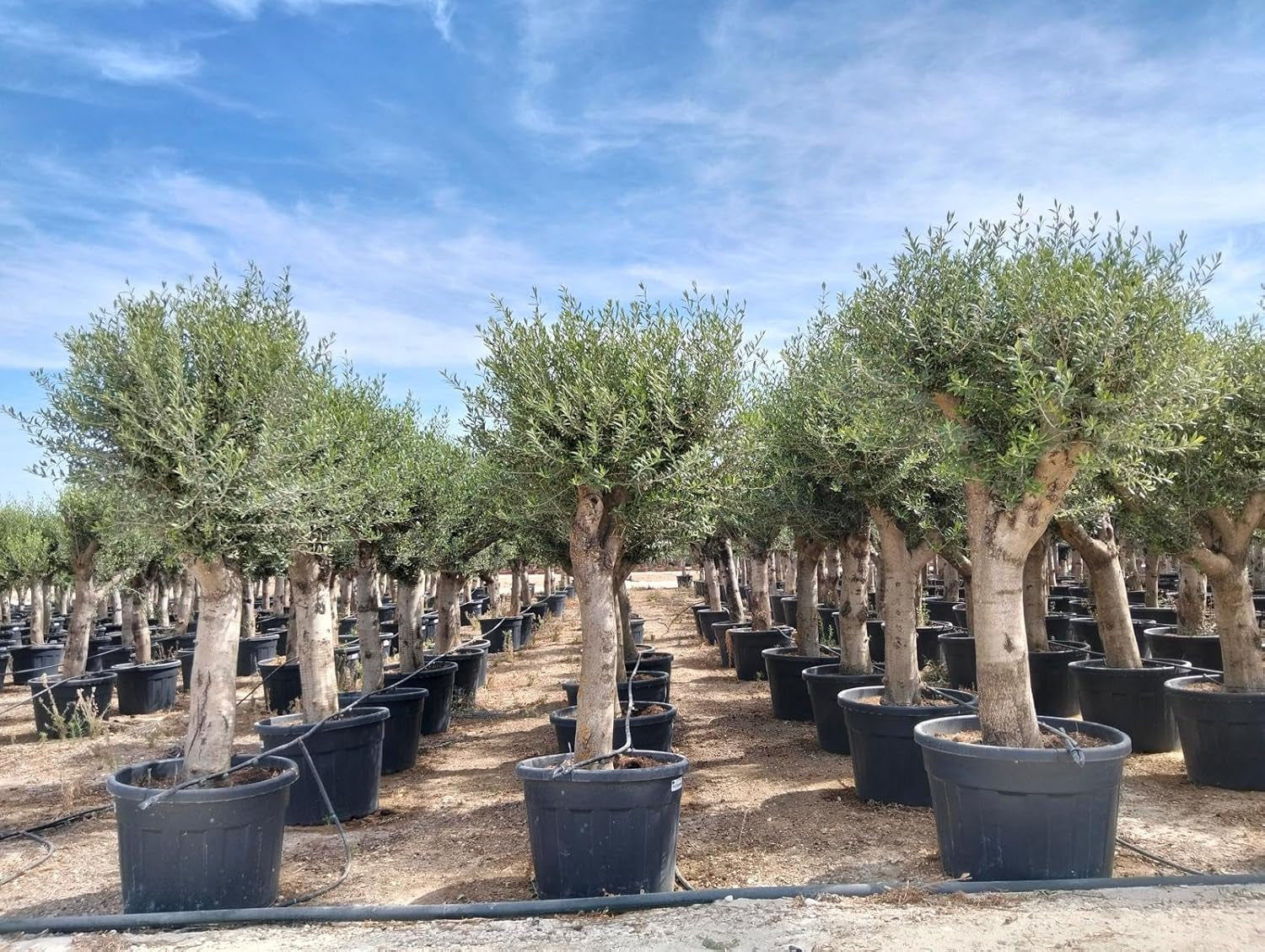 Sunny Tree Olivenbaum Olive '25 Jahre' 160 Cm, A+ Qualität, Winterhart, Olea Lechin Winterhart -18