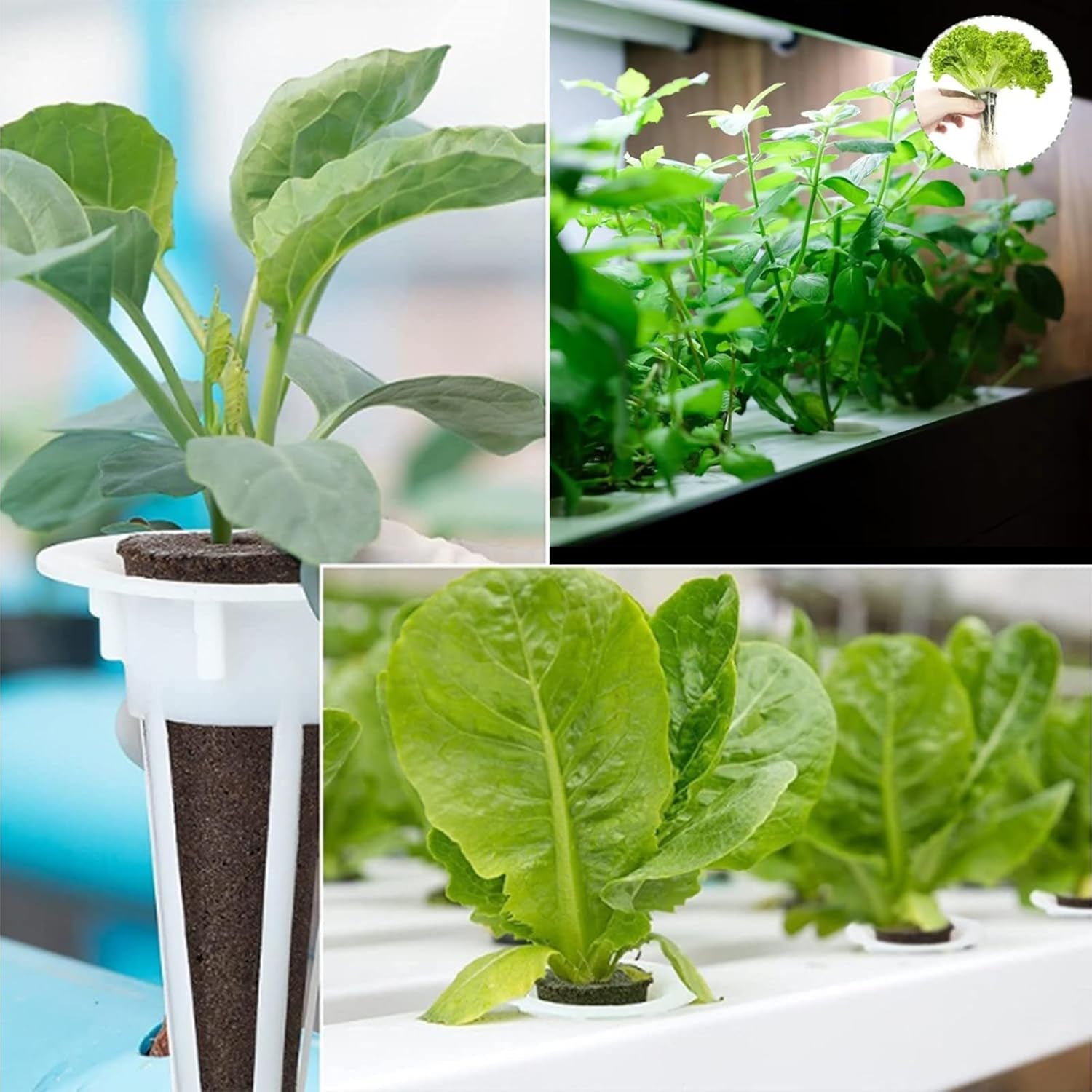 50 wymiennych gąbek do uprawy, probówki do zakładania nasion, zatyczki do gąbek do uprawy korzeni, zestawy do uprawy hydroponicznej do systemów uprawy hydroponicznej, hydroponika wewnętrzna, ogród