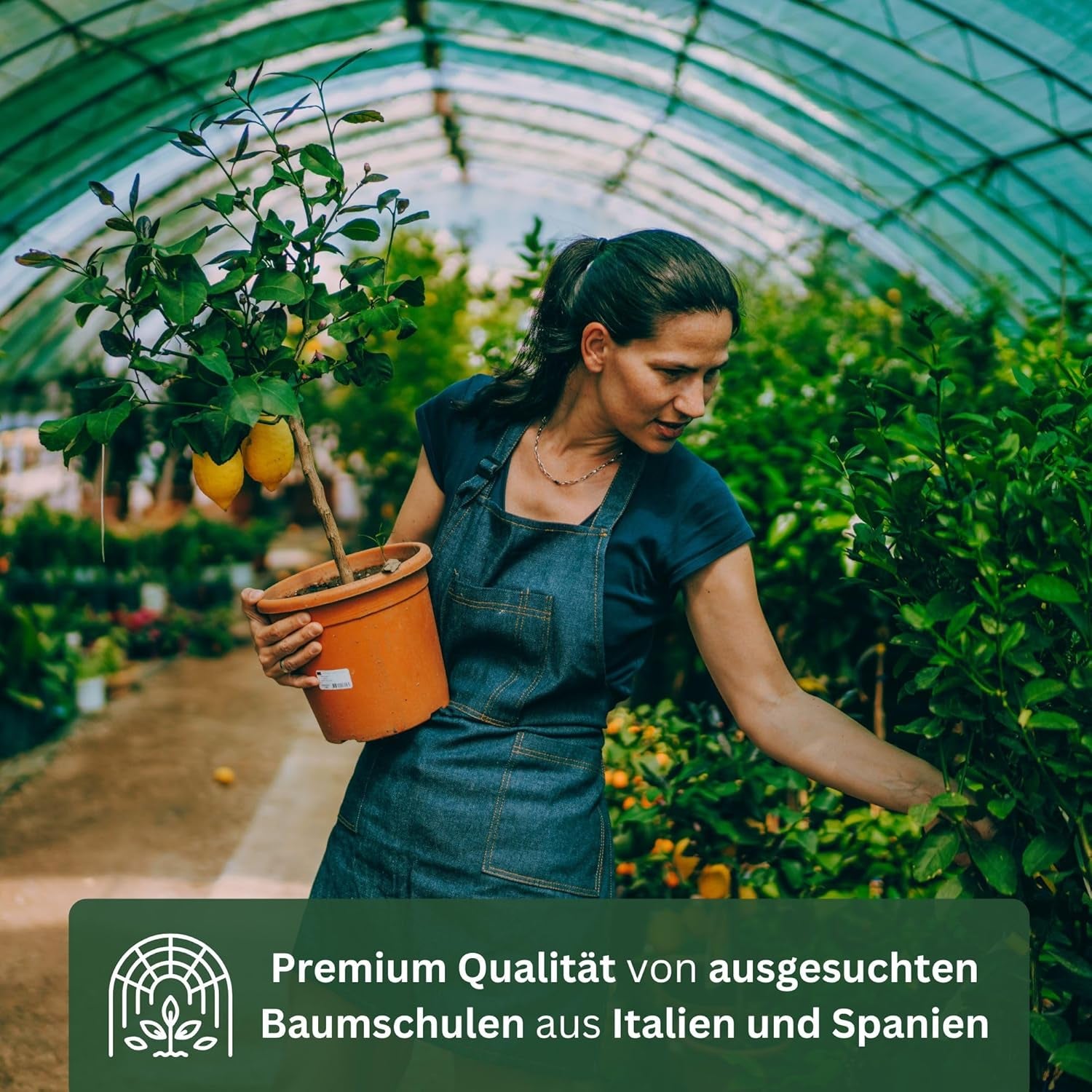 Pomarańcza z Mojej Oranjerii - pomarańcza prawdziwa - roślina cytrusowa - Citrus sinensis - Pomarańcza - szczepiona pomarańcza dla ogrodników (Mezzo [M])