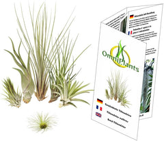Tillandsien 5Er-Mix 1 EXTRA Tillandsie, Bromeliengewächs