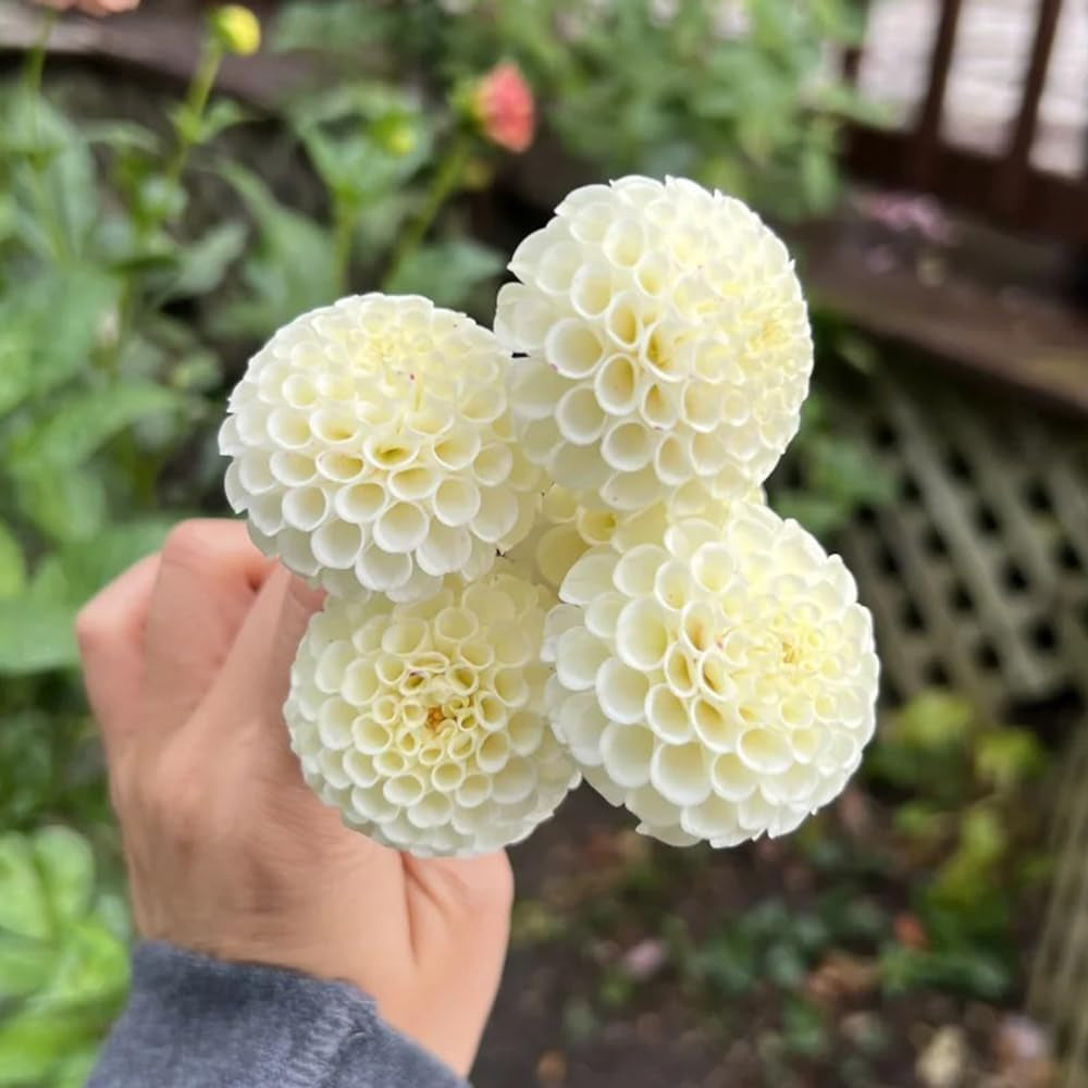 Dahlienknollen Winterhart, Garten Exotische 1Pcs