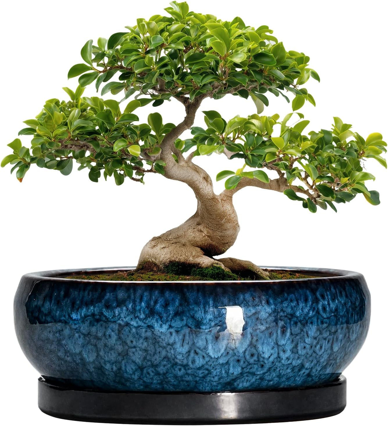 Ghiveci ceramic pentru bonsai, glazurat, puțin adânc, pentru plante suculente, cu orificiu de drenaj și farfurie din bambus pentru plante de apartament, 20,3 cm, maro