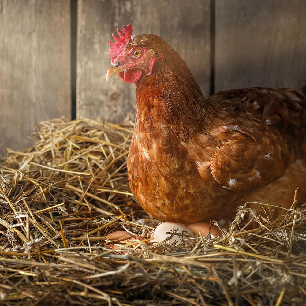 Ida Plus - GoldenEgg 200 ml - zredukowany Brucheier & Federfressen - wspierany Federwachstum & Federkleid - Wichtige Mineralien & Vitamine für Hühner - Beste Eierqualität bei Ihrer Hühnerhaltung