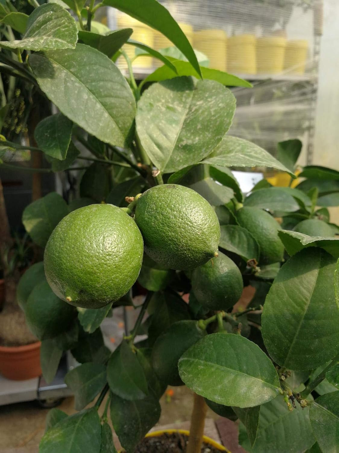 Zitronenbaum Meyer Lisa 70-100 Cm – Citrus Meyer Lemon Mit Blüten & Kleinen Früchten – Robuster, Pflegeleichter Zimmerbaum Für Frische Zitronen Zu Hause – Perfekt Für Garten, Balkon & Terrass