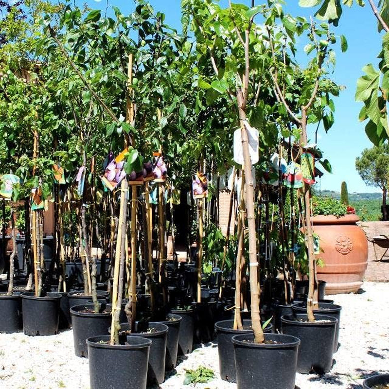 Fortune Pflaumen - Obstpflanze Auf Blumentopf 26 - Baum Max 200 Cm - 4 Jahre Anbau Italien