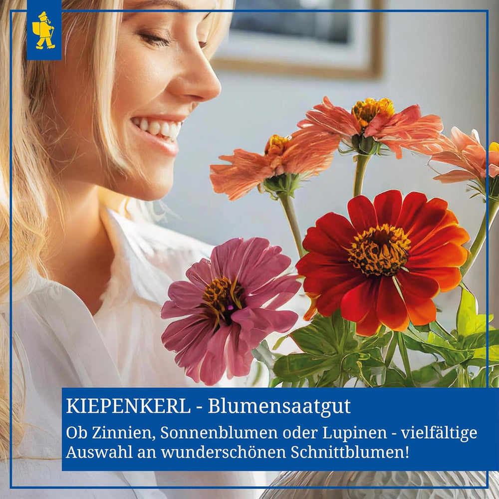 Zinnien Dahlienblütige Mischung