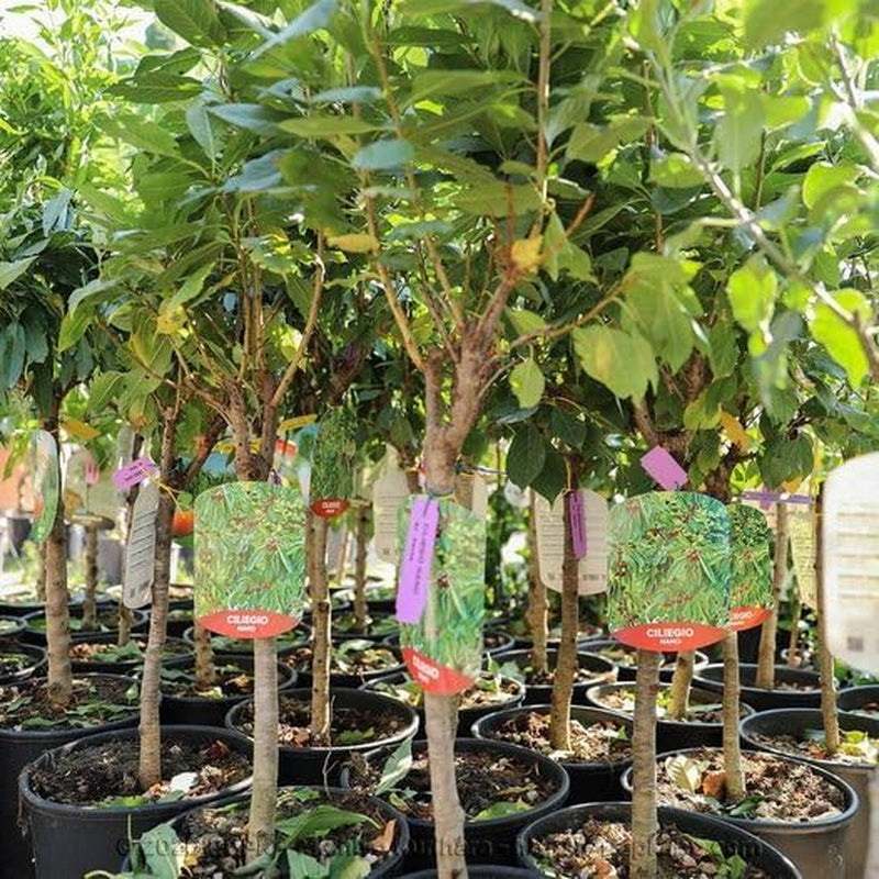 Zwerg-Süßkirschbaum Lapins Auf Gisela 5 – Selbstfruchtend, Obstpflanze Im Topf Ø 20 Cm — Höhe 150-170 Cm, Alter: 2 Jahre – Italienische Baumschule