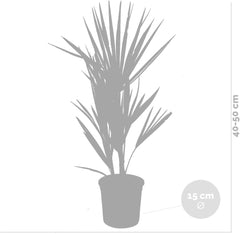 Bloomique - 2Er Set - Chamaerops Humilis - Europäische Zwergpalme - Palmen Winterhart Draußen - Höhe 50-60 Cm - Topf 15 Cm