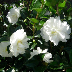 Zestaw 3 marzeń ogrodników Camellia (czerwony, biały i różowy) - Odporne wiecznie zielone krzewy kwitnące - Odporne rośliny ogrodowe - Odporne rośliny balkonowe - Odporne rośliny doniczkowe