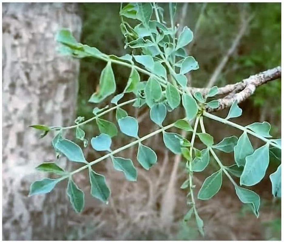 Stk - 3X Sclerocarya Birrea Marula Baum Elefantenbaum Pflanzen - Samen ID218 -