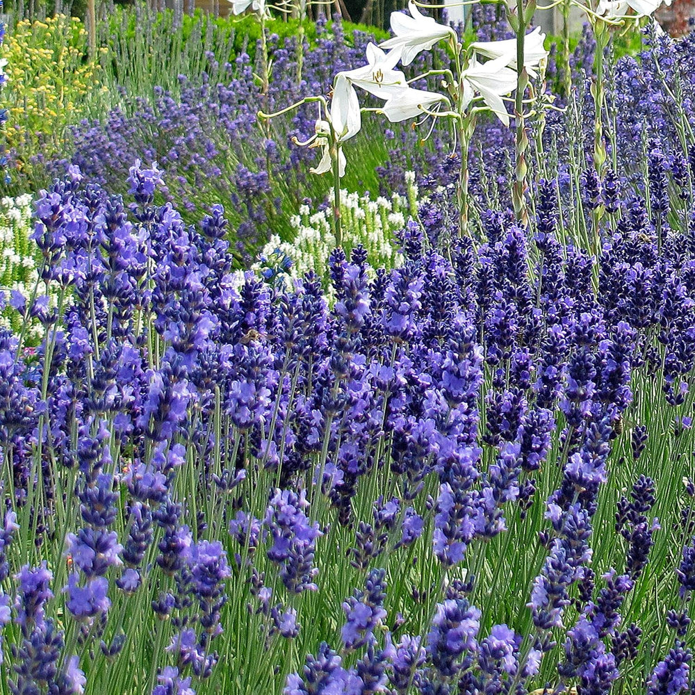 Rośliny pachnące - Samenset mit 6 prachtvoll duftenden Blühpflanzen