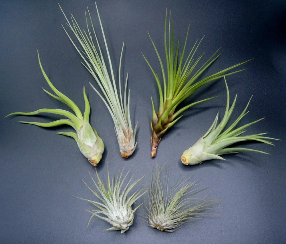 Tillandsien 5Er-Mix Mit EXTRA T. Fuchsii Var Gracilis, Luftreinigende Air Plants, Pflegeleicht, Natürliche Deko, Gärtnereizucht