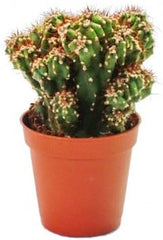 Exotenherz - Cereus Peruvianus Monstr. - Felsenkaktus - Im 8,5Cm Topf