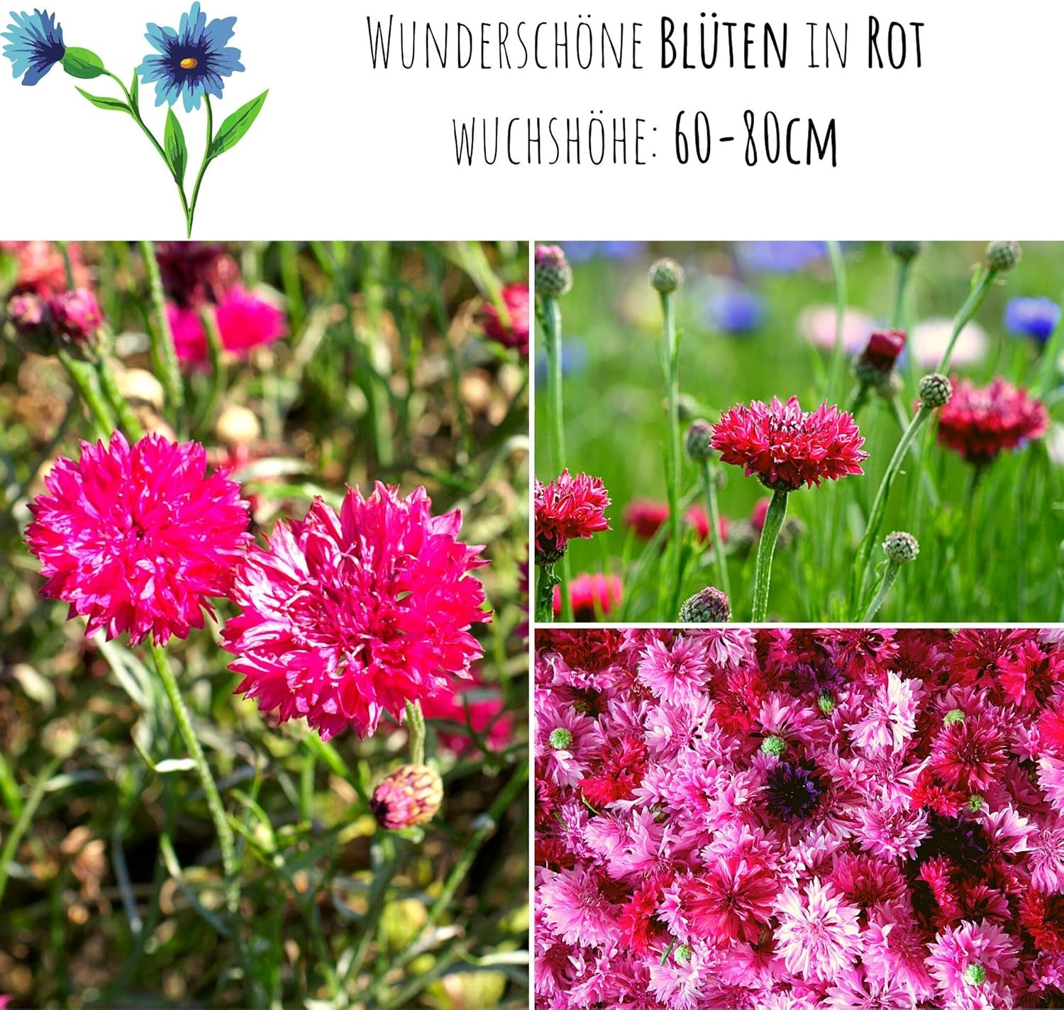 Kornblumen Samen (Centaurea Cyanus) - Wunderschön Leuchtende Blumen Mit Langer Blütezeit Für Eine Bunte Blumenwiese (Rot, 1000 Korn, 80 Cm)