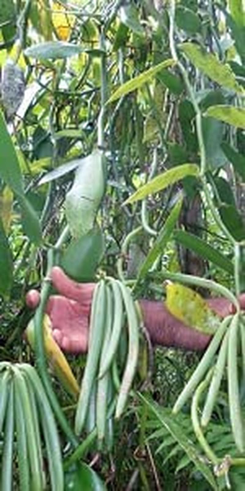 Wanilia w proszku 50 G, mielona wanilia w proszku 100% czysta Aromas Naty Shop