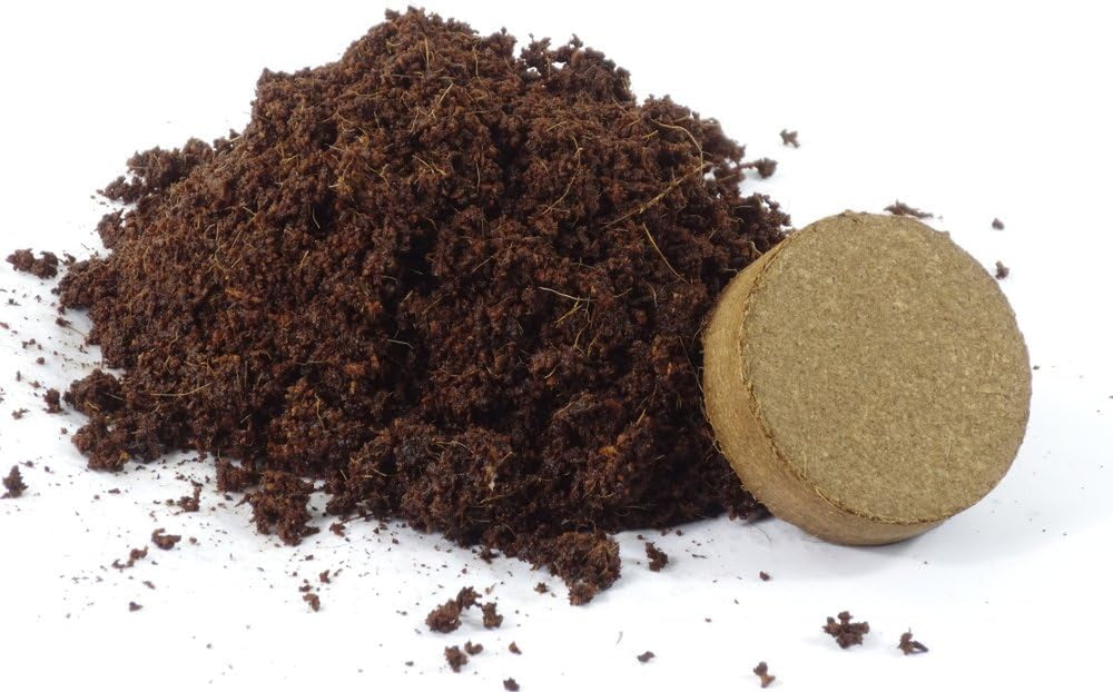 SAFLAX - Heilpflanzen - Beinwell - 15 Samen - Mit Keimfreiem Anzuchtsubstrat - Symphytum Officinale