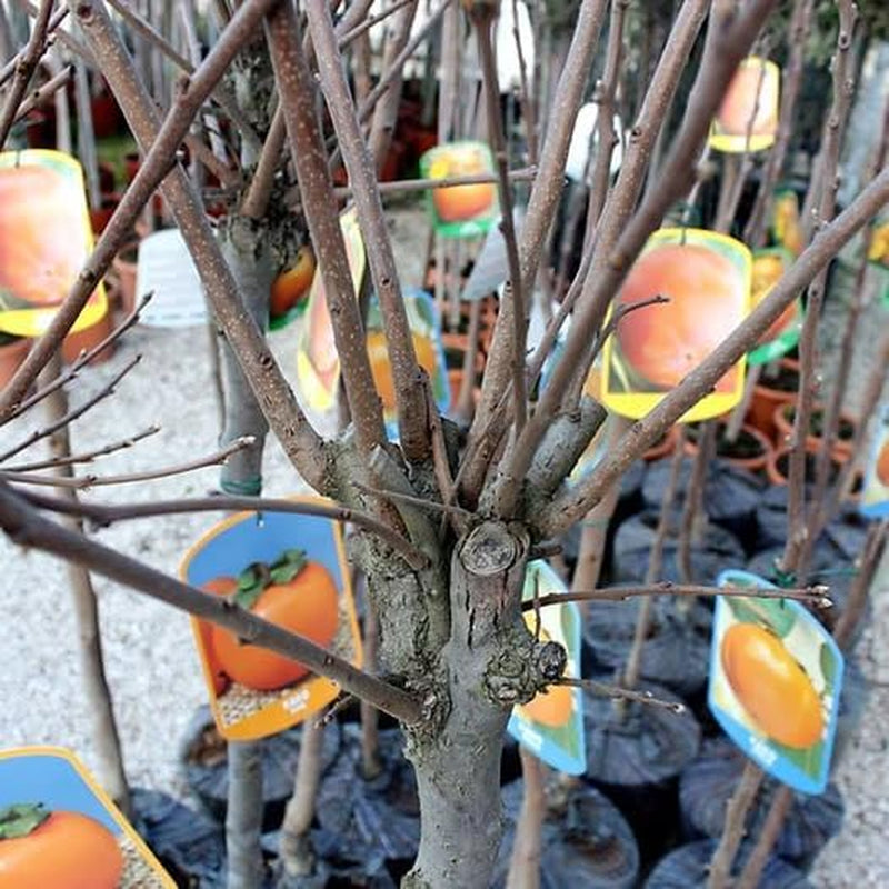 Kakibaum Cioccolatino — Alte Sorte Obstpflanze Im Topf Ø 24/26 Cm — Maximale Höhe 180 Cm — 4 Jahre Alt — Italienische Baumschule