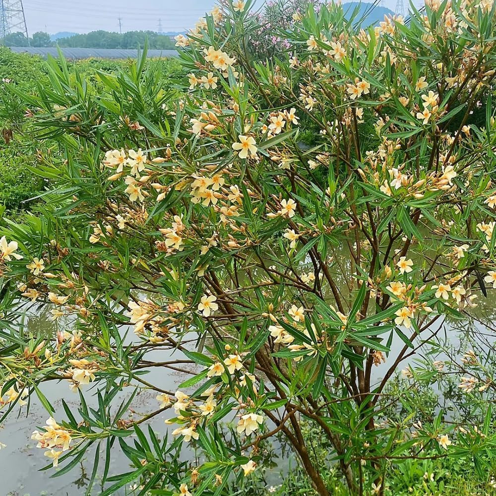 Oleander Gartenpflanzen Winterhart Mehrjährig Immergrüne Züchten, Hecken Winterharte Garten 15Samen
