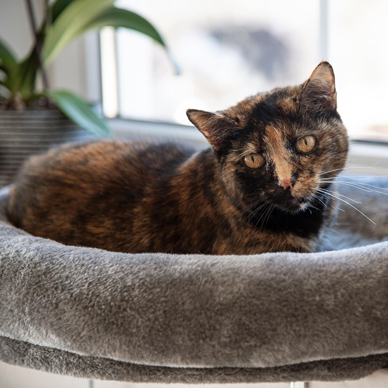 Pături și mobilier, Scaune ferestre, Animale de companie, Pisici, Paturi pentru pisici, Pisici - culcusuri, saltele