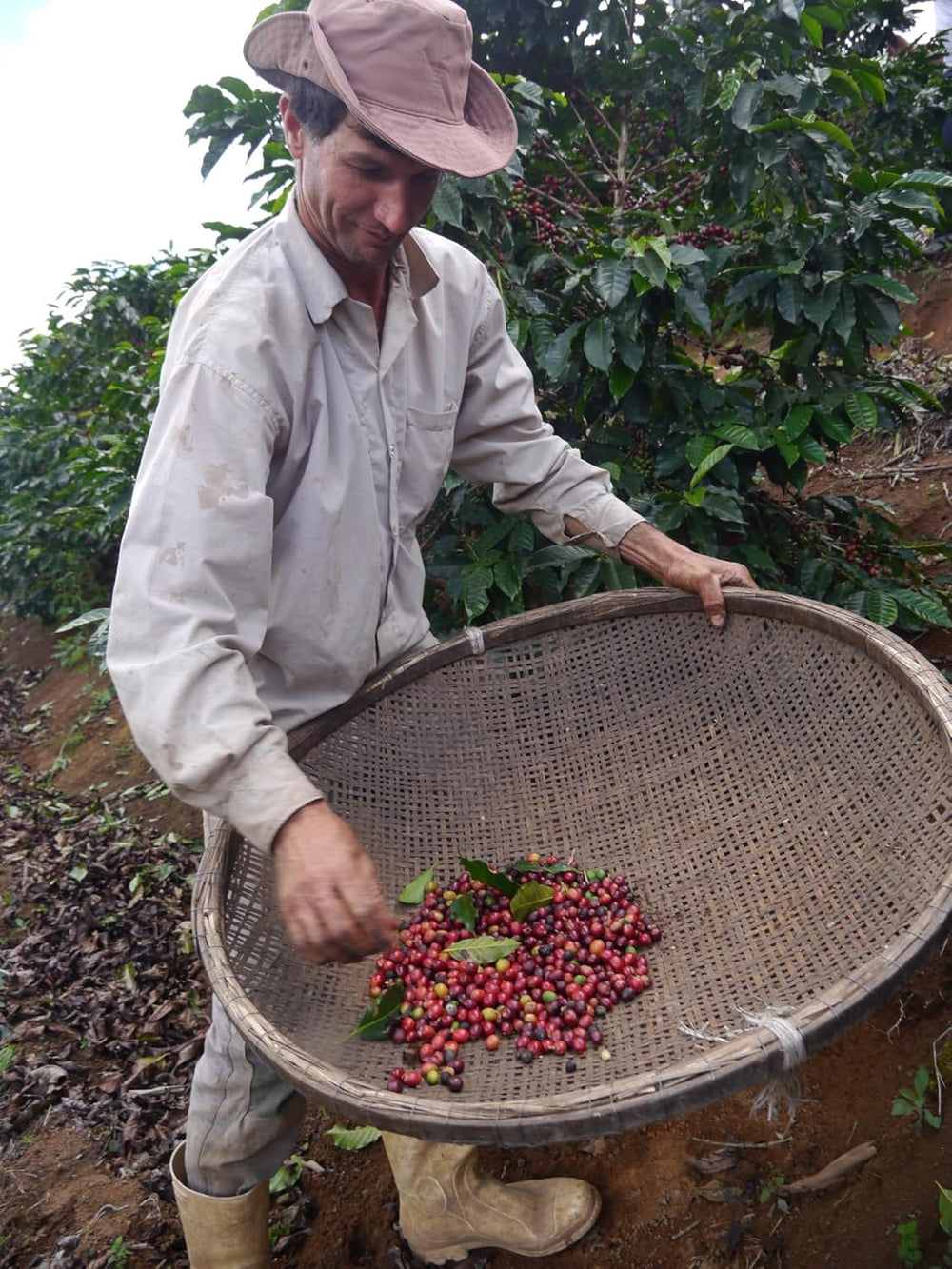 Buena Vista Primèro Espresso Blend - 100 % Arabica Kaffee aus Jamaica, Guatemala, Panama & Brasilien - Berliner Röstung, ausgewogen-luxuriös, Espresso für Genießer & Gastronomie