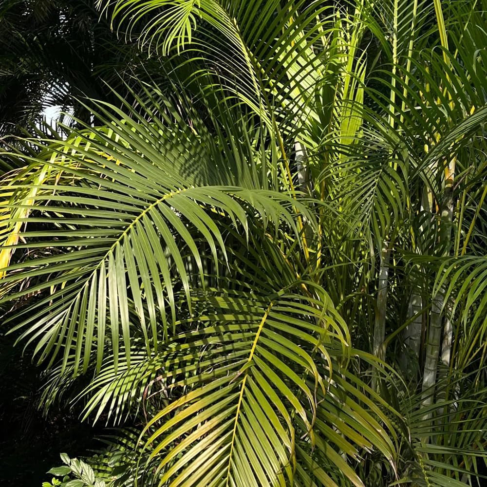 Goldfruchtpalme, Balkonpflanzen Winterhart Dypsis Lutescens, Grünpflanzen Pflegeleichte Zimmerpflanzen Luftreinigende Zimmerpflanzen 15Samen