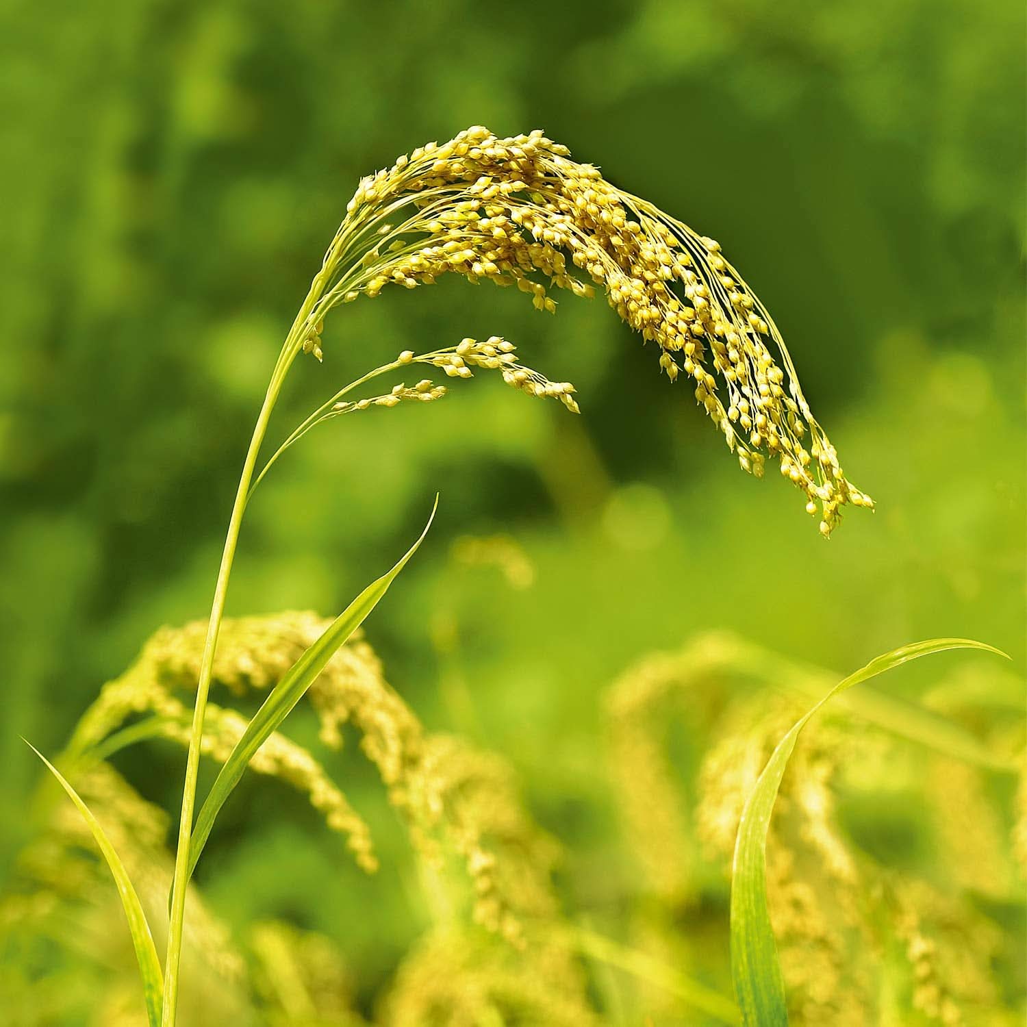 WELEDA Organiczny szampon do pielęgnacji prosa, delikatne oczyszczanie, 190 ml Pod prysznic i do kąpieli Naty Shop