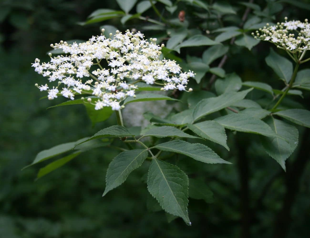 50 Samen Von Sambucus Nigra (Holunder Oder Schwarzer Holunder)