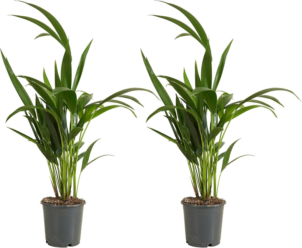Bloomique - Howea Forsteriana - Kentia Palme - Zimmerpflanzen - Pflegeleicht - Haustierfreundlich - Höhe 90-100 Cm - Mit Rotan Korb 19 Cm