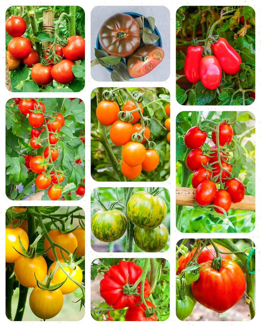 Bio Tomatensamen Im 10Er Set - 10 Tomaten Samen Für Den Einfachen Anbau Im Garten, Balkon Oder Hochbeet - Pflanzensamen - Saatgut